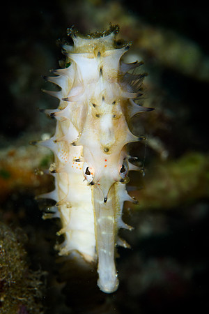 Seahorse Bay, Lombok