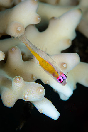 Bali, Tulamben