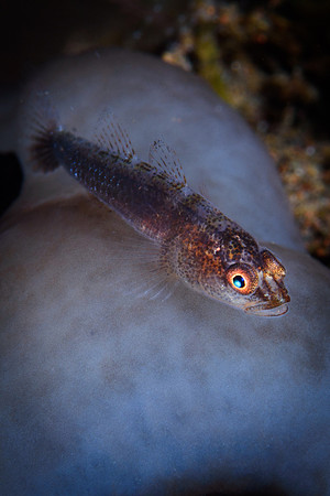 Tulamben