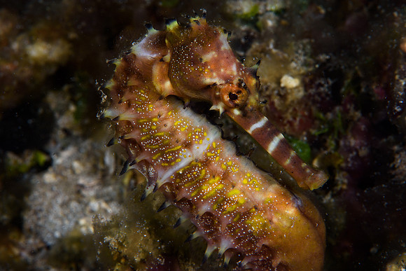 Seahorse Bay, Lombok