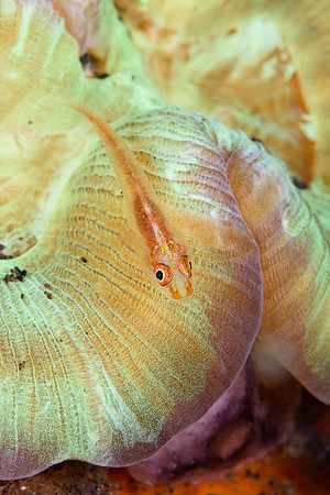 Tulamben
