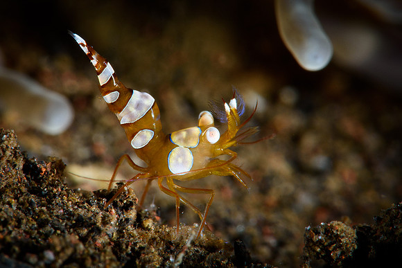 Tulamben