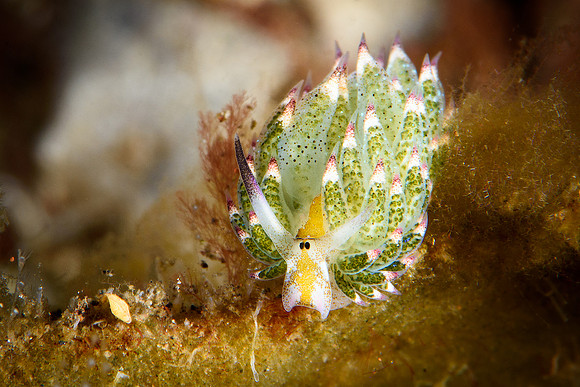 Tulamben