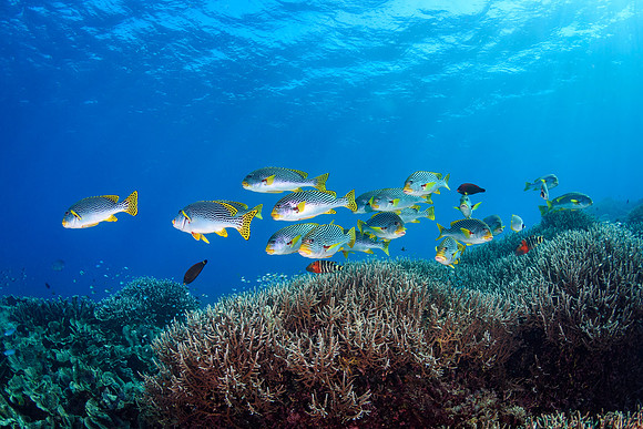 Yellow-banded Sweetlibs, Komodo, Indonesia 2023