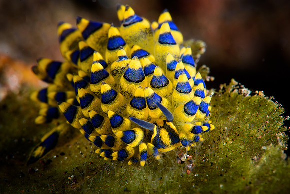 Tulamben