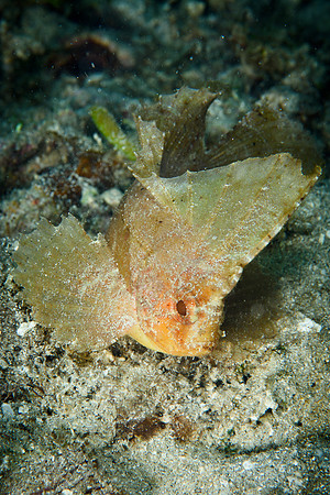 Seahorse Bay, Lombok