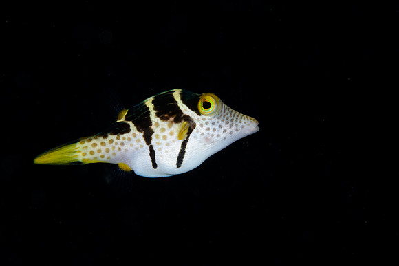 Lombok, Seahorse Bay