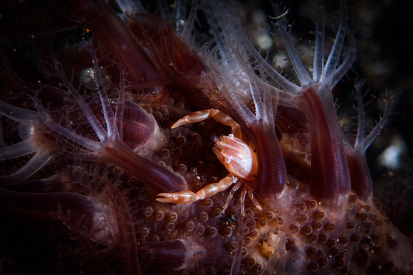 Tulamben