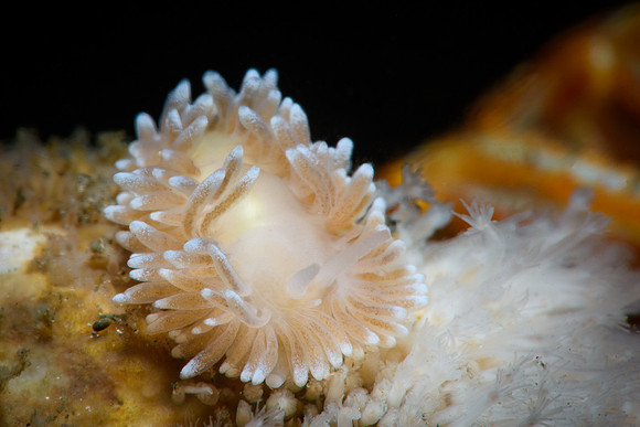 Cuthona nana