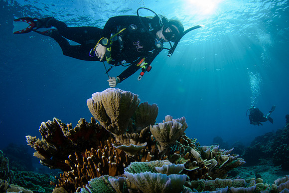 Gili Islands, Halik Reef