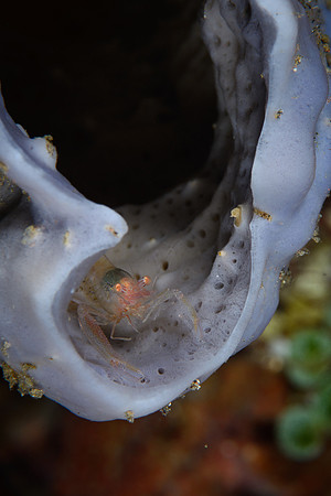 Bali, Tulamben