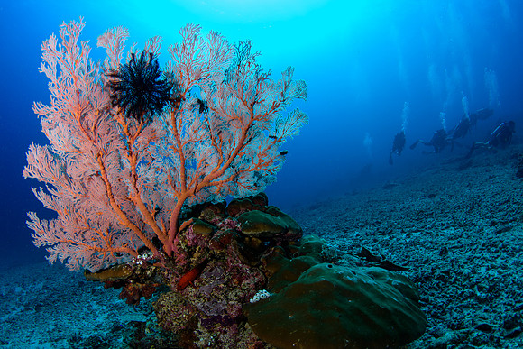 Shark Point - Gili Islands
