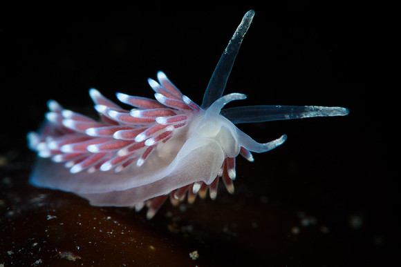 Cuthonella concinna