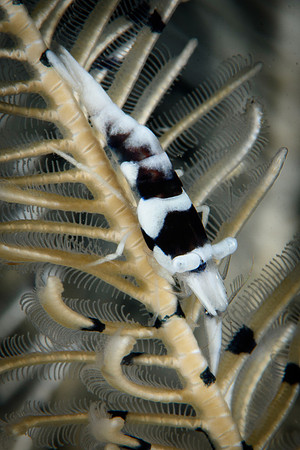 Tulamben