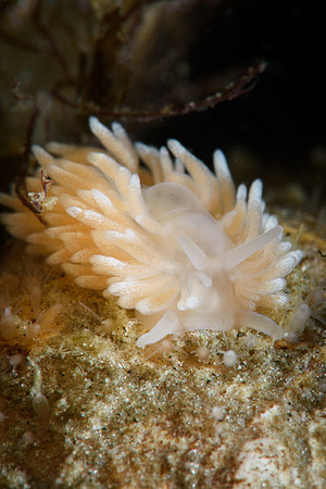 Cuthona nana on Hermit Crab