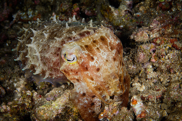 Bali, Lovina House Reef Night Dive