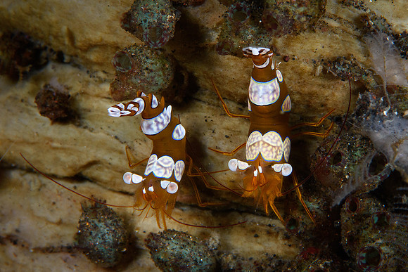 Tulamben
