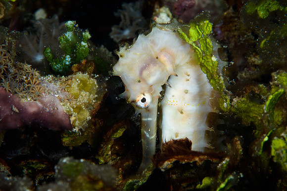 Seahorse Bay, Lombok